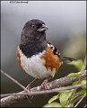 _1SB0642 spotted towhee